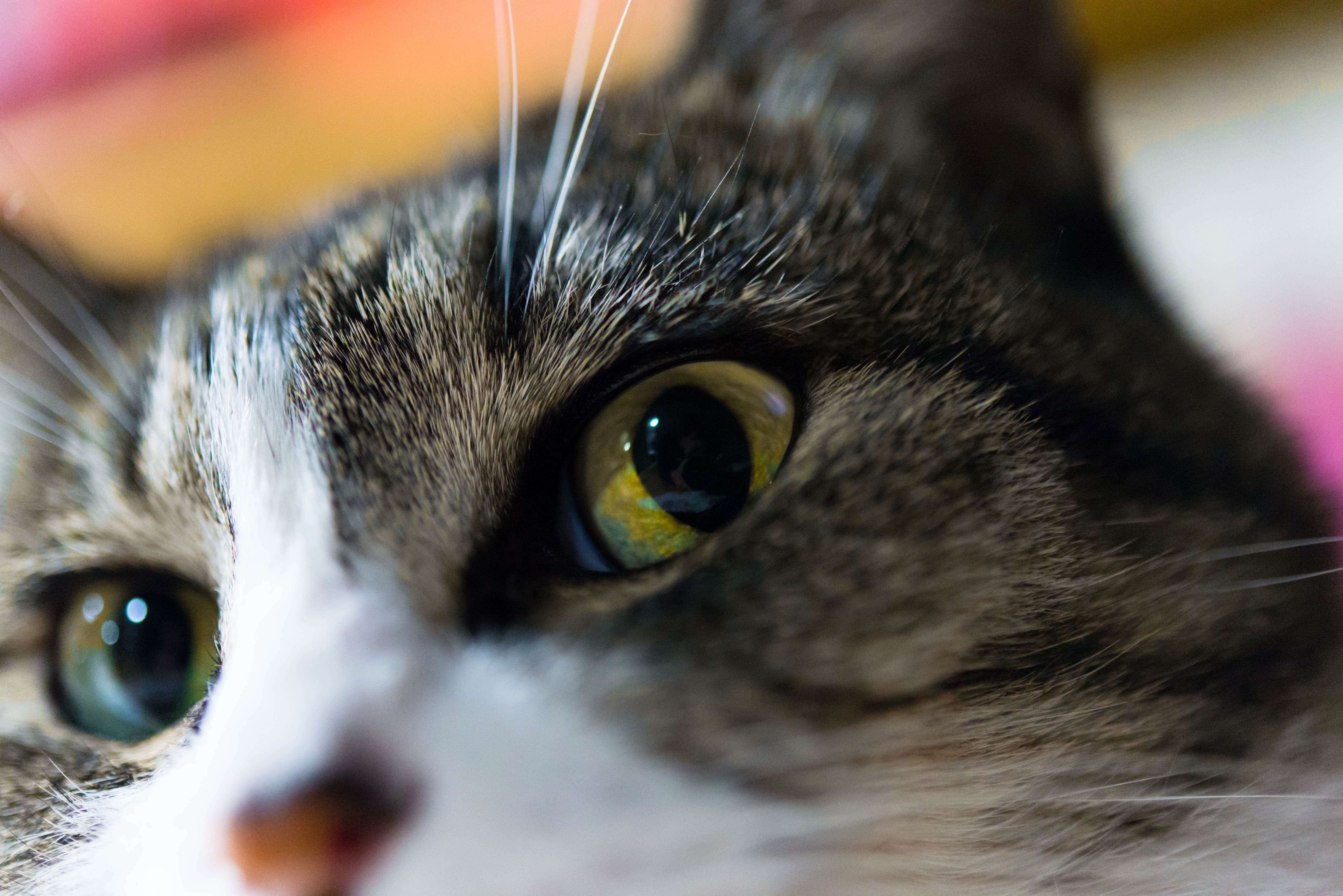 猫の神秘 猫の目が綺麗な理由を解明 ねこたび