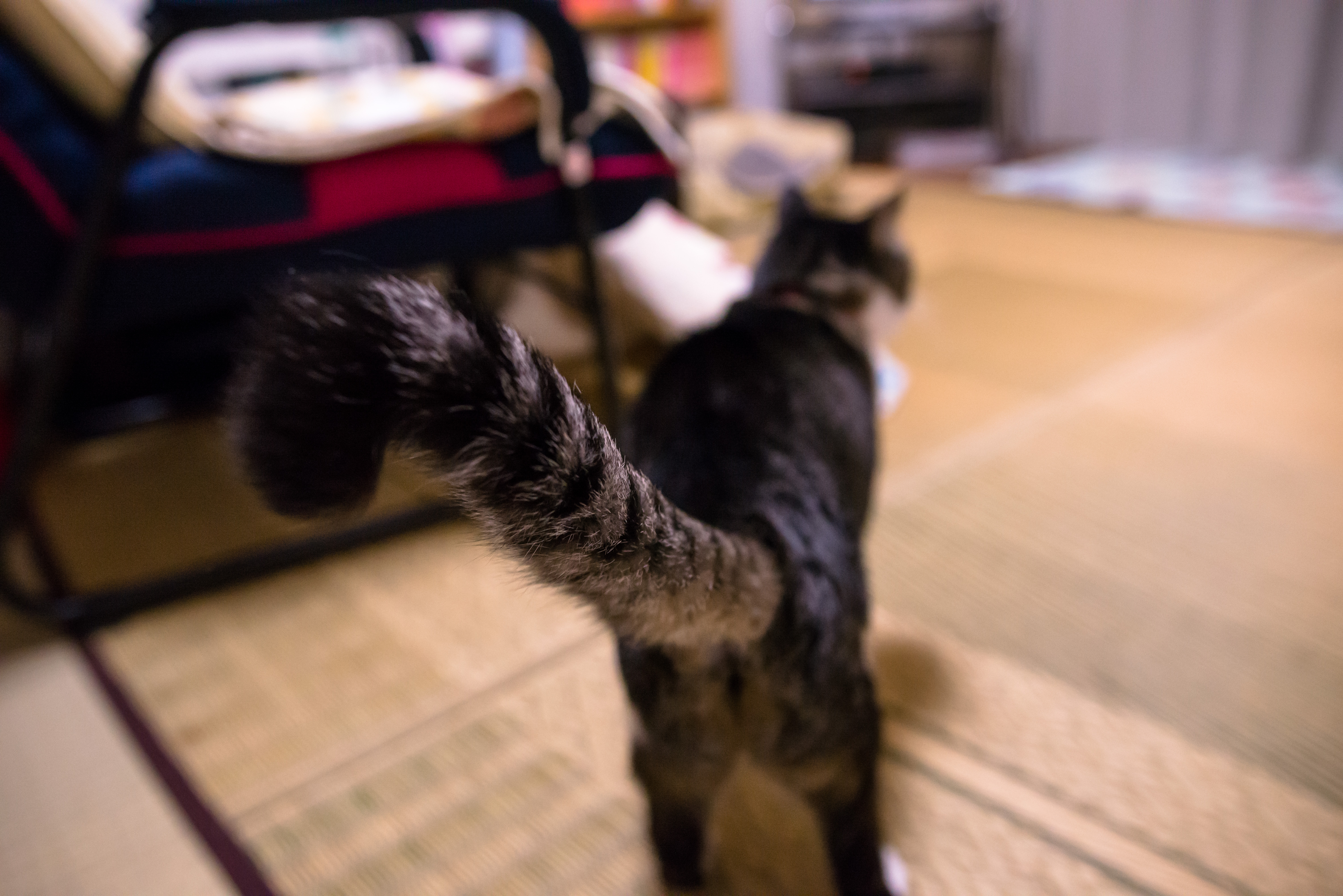 猫の鍵しっぽ 英語で Kinked Tail について ねこたび